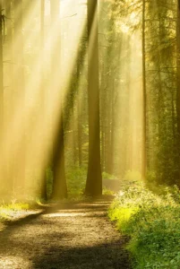 Lichtdurchfluteter Wald mit einem Weg