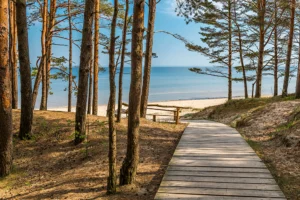 Bohlenweg durch einen Kiefernwald hin zum Meer